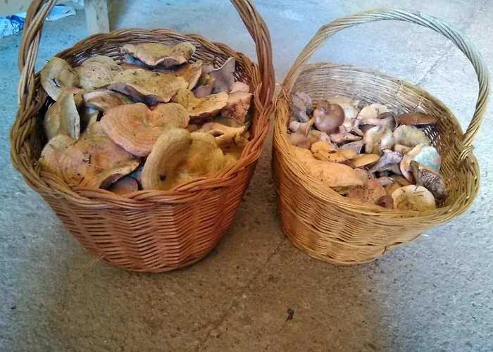 Casa Pirineu * Esterri de Cardos