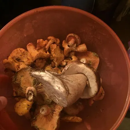 Casa Pirineu 別荘 *